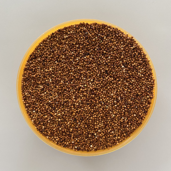 Finger Millet (Ragi)