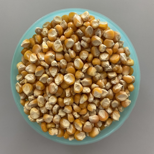 Maize