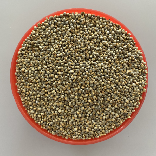 Pearl Millet (Kambu)